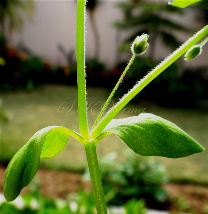  Petiole and stem with one band of hairs
